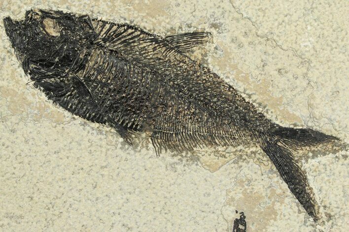 Detailed Fossil Fish (Diplomystus) - Wyoming #356795